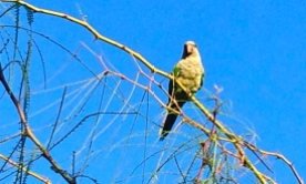 Canary bird